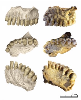 Dentitions premiers hommes