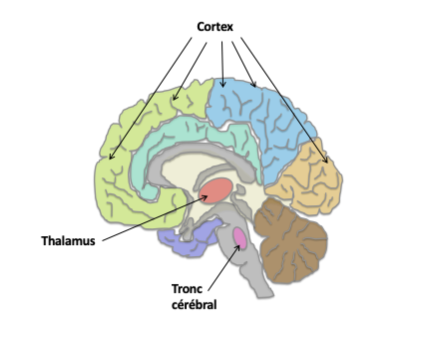 Cerveau CP Bechir Jarraya C