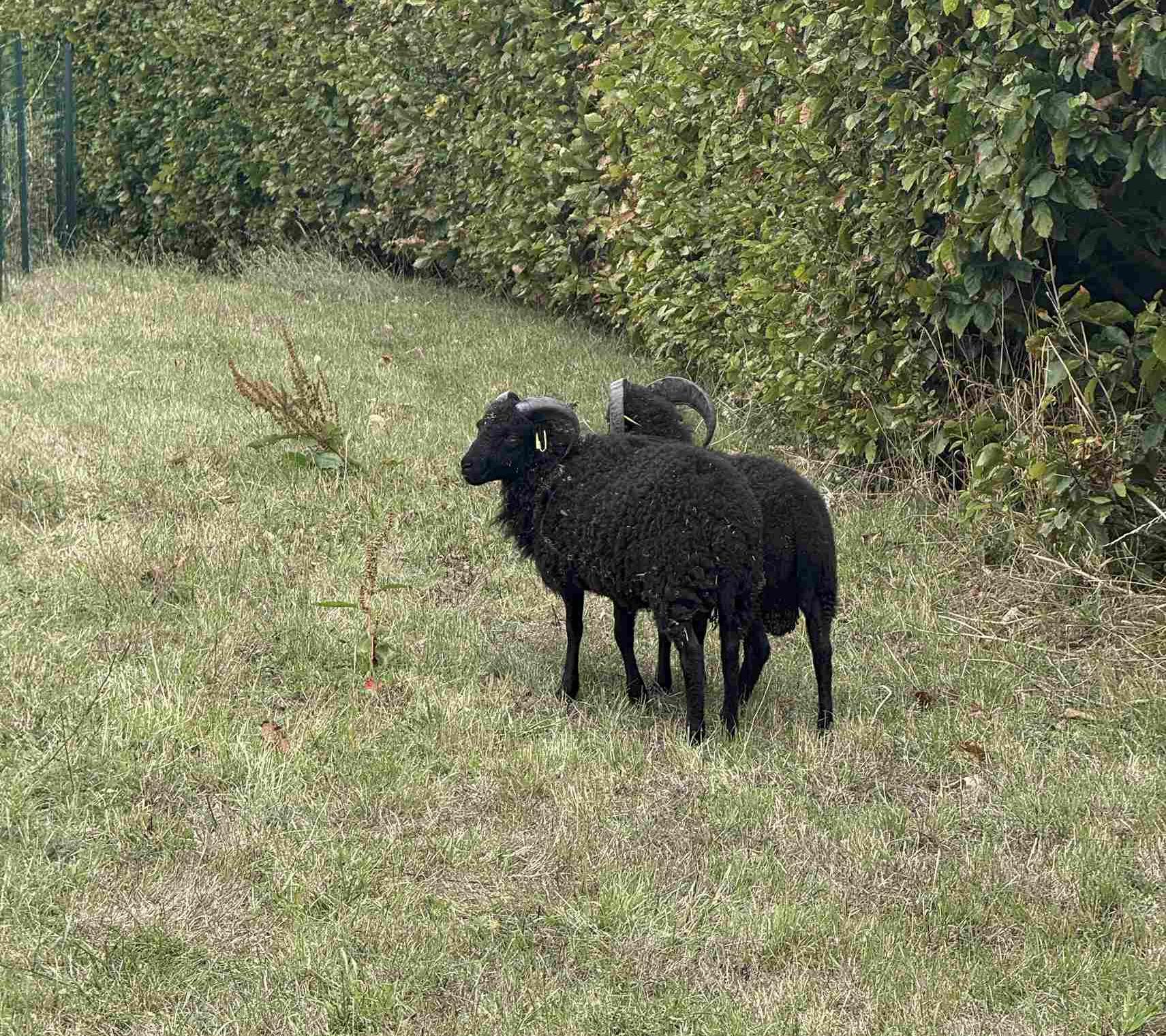 moutons