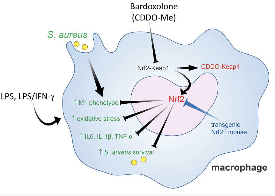 La Bardoxolone Marcel Bonay ENDICAP mai 2025 bis