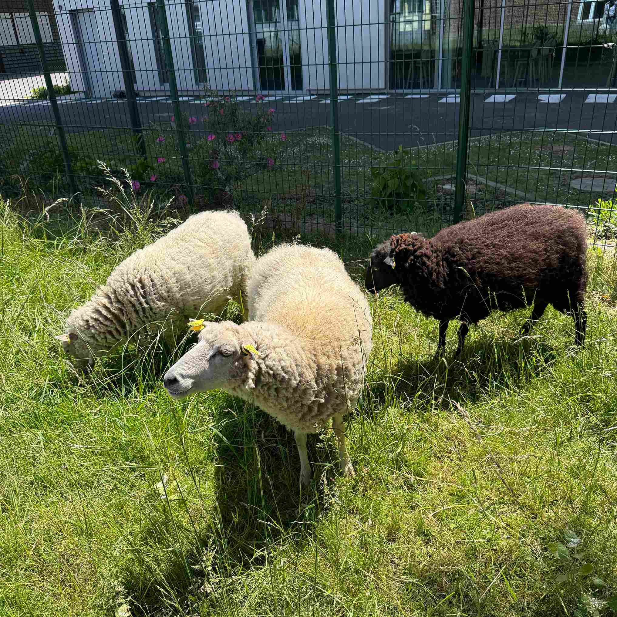 moutons