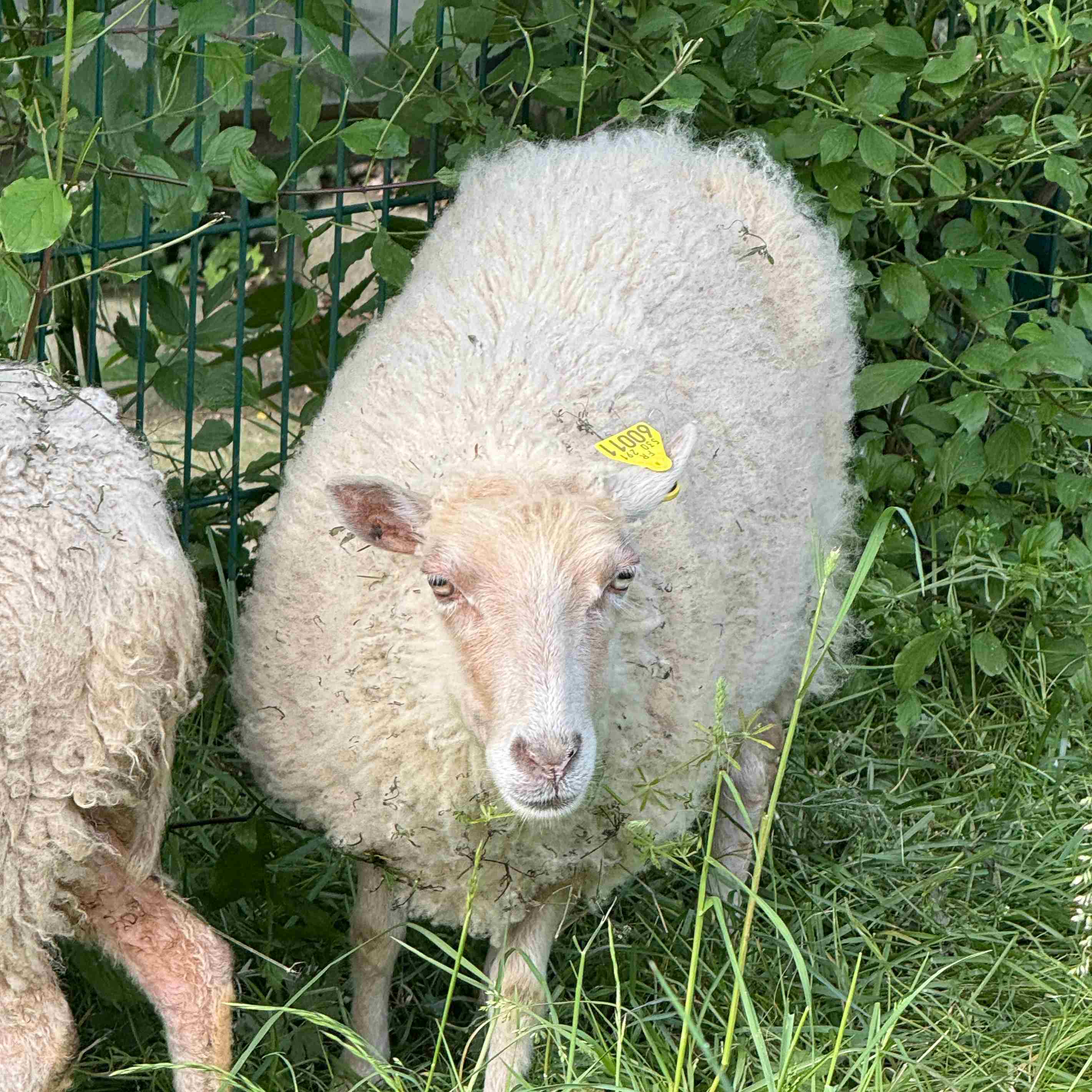 moutons