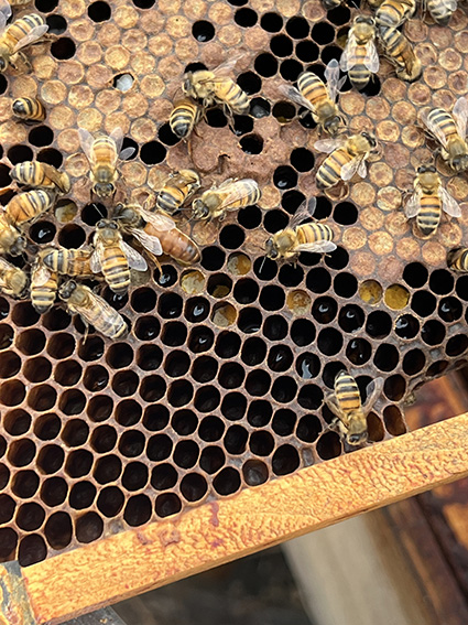 Oligofeed Abeilles Reine Sur Cadre