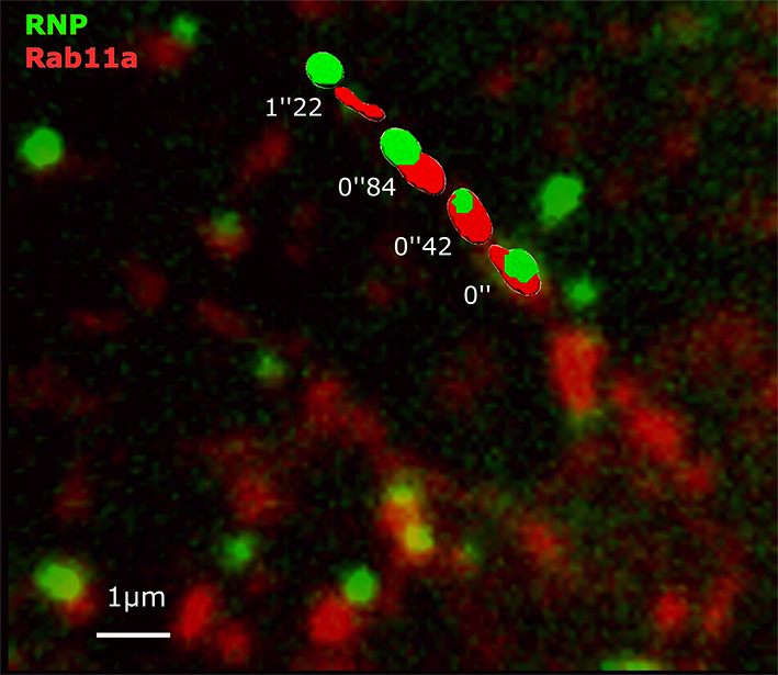 VRS plos pathogens 08072022